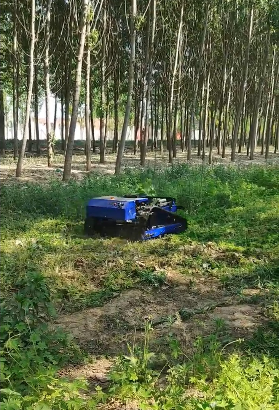 Municipal green space 1