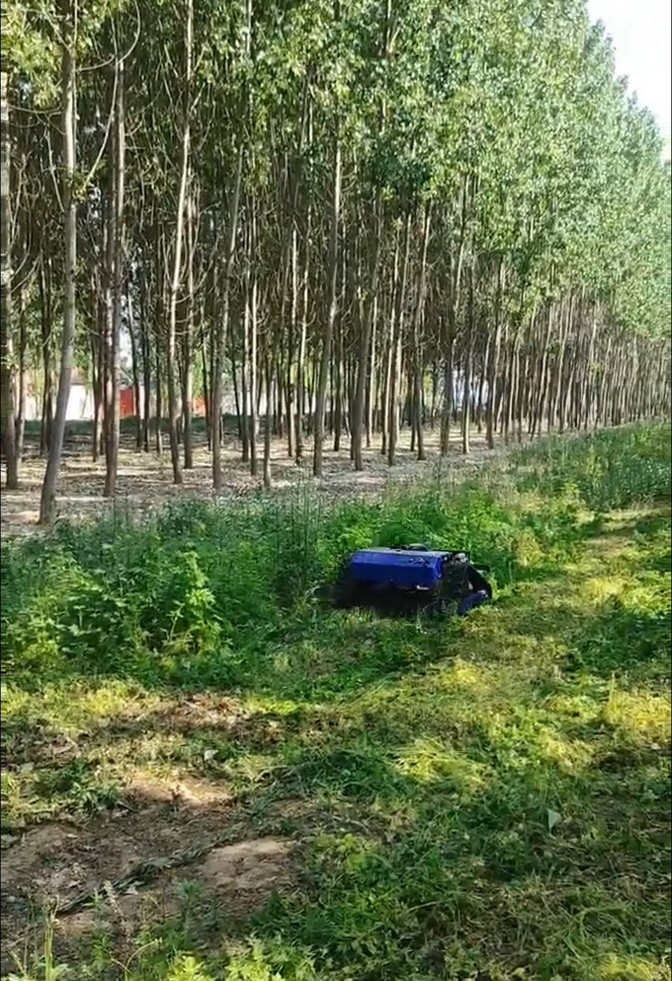 Municipal green space 3