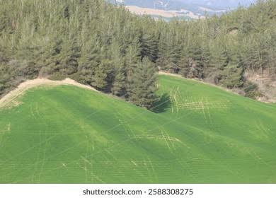Municipal green space 4